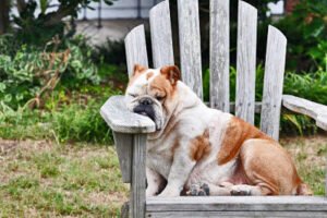 CURIOSIDADES EN LOS PERROS