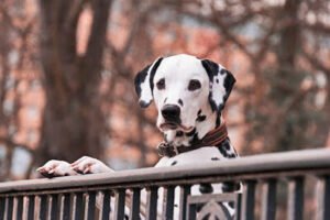 CURIOSIDADES EN LOS PERROS