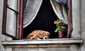 CURIOSIDADES EN LOS PERROS