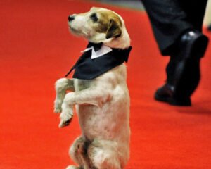 CURIOSIDADES DE LOS PERROS