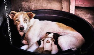 ESTERILIZAR?