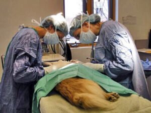 ESTERILIZAR?