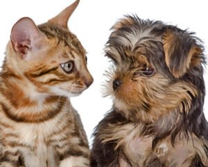 ESTERILIZAR?