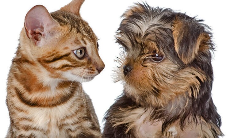 ESTERILIZAR?