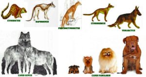 EVOLUCIÓN
