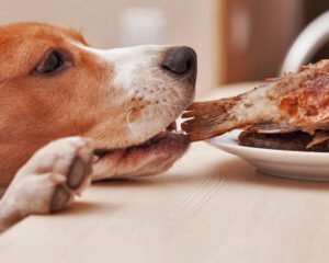 ALIMENTACIÓN SANA PARA PERROS