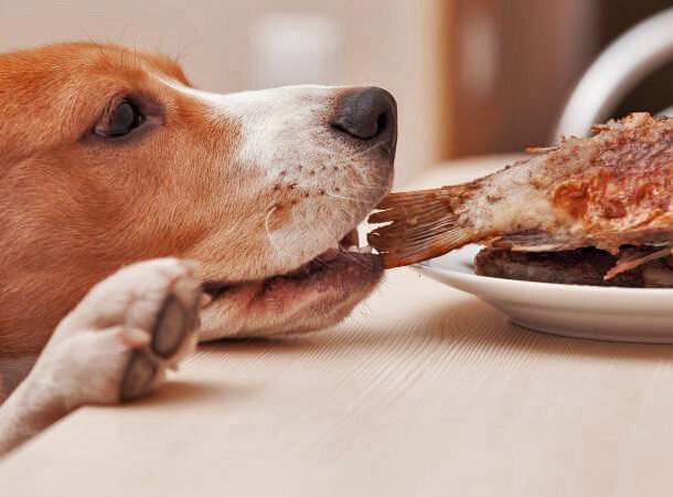 ALIMENTACIÓN SANA PARA PERROS