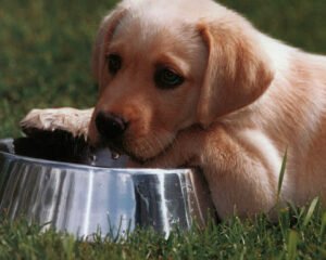 CACHORROS DE MESES