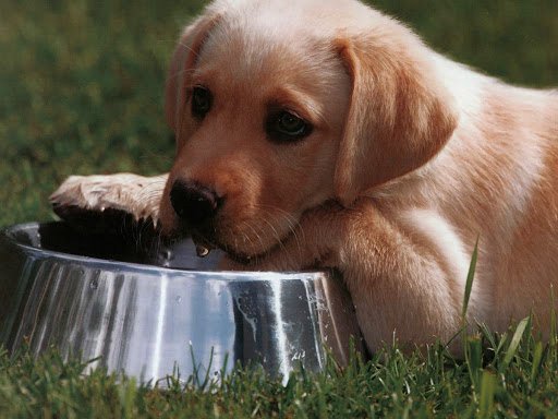 CACHORROS DE MESES
