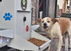 COMEDOG
