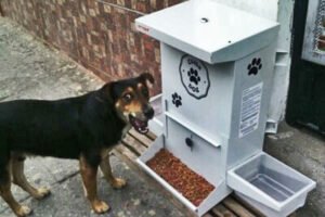 COMEDOG