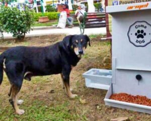 COMEDOG
