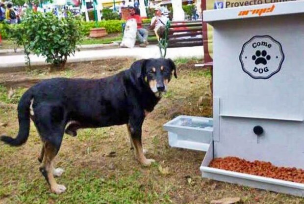 COMEDOG