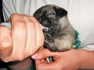 CACHORROS DE MESES