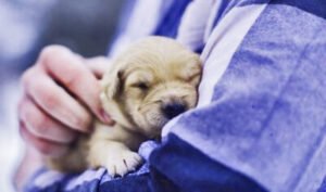 CACHORROS DE MESES
