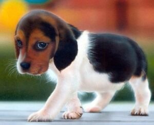 CACHORROS DE MESES