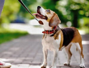 CUIDADOS A TU PERRO
