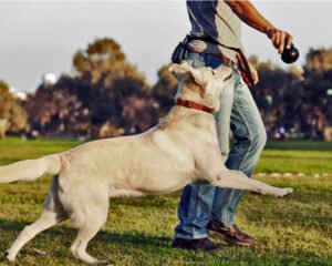 ENTRENAR A TU CACHORRO