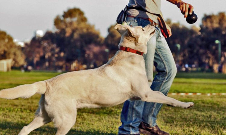 ENTRENAR A TU CACHORRO