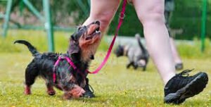 ENTRENAR A TU CACHORRO