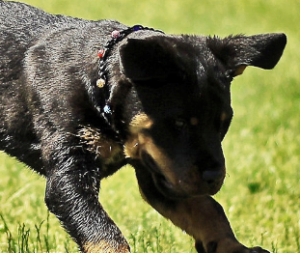 ENTRENAR A TU CACHORRO