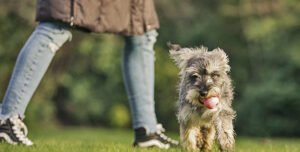 ENTRENAR A TU CACHORRO