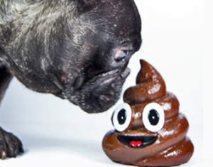 EL PERRO Y SUS NECESIDADES