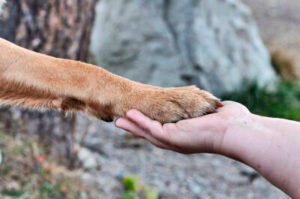 HISTORIA DE UN PERRO