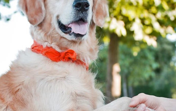 HISTORIA DE UN PERRO