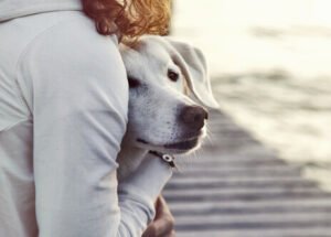 HISTORIA DE UN PERRO