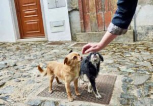 PERROS CALLEJEROS