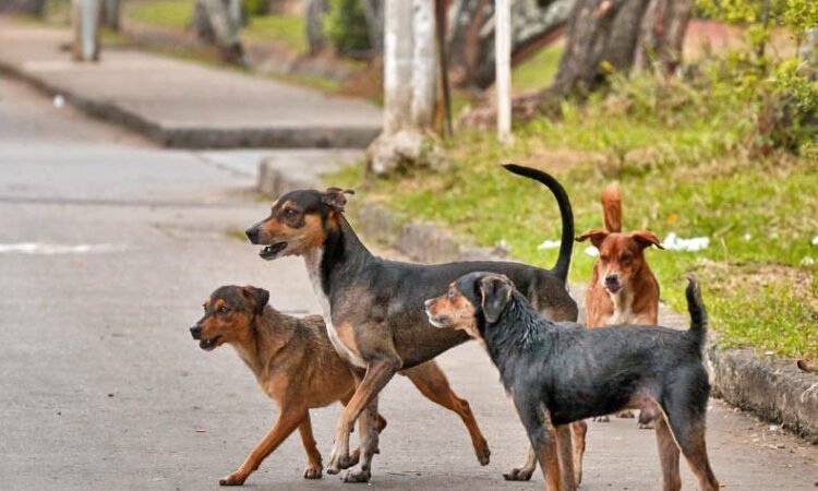 Perros Callejeros