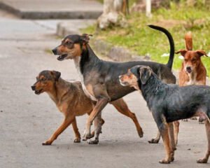 PERROS CALLEJEROS