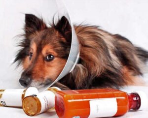 MEDICAMENTOS PARA PERROS