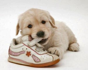 PERRO MORDELÓN