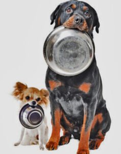ALIMENTO PARA TU PERRO