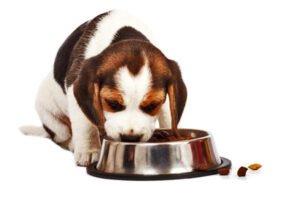 ALIMENTO PARA TU PERRO
