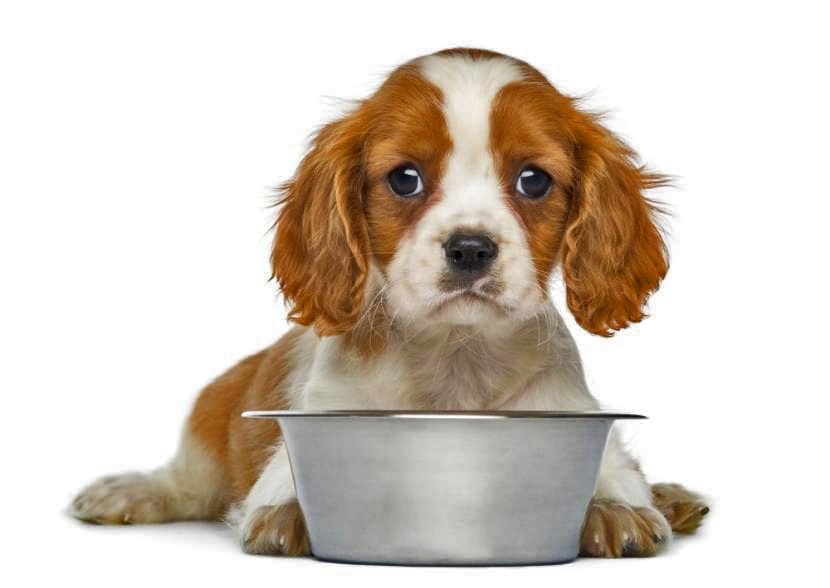 ALIMENTO PARA TU PERRO